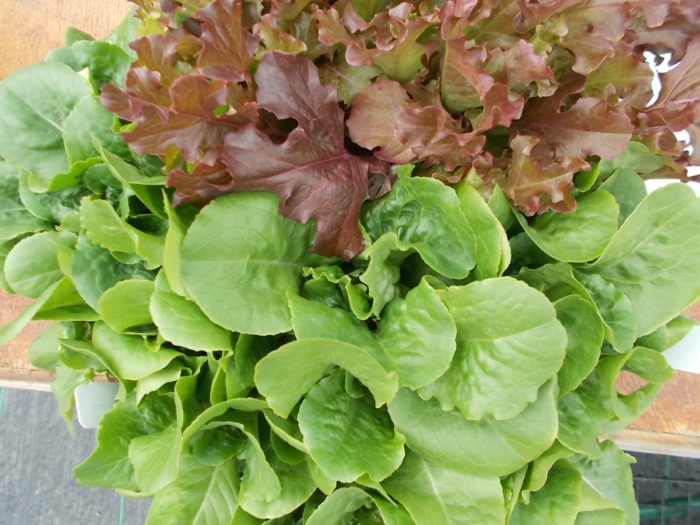 how-to-plant-daffodil